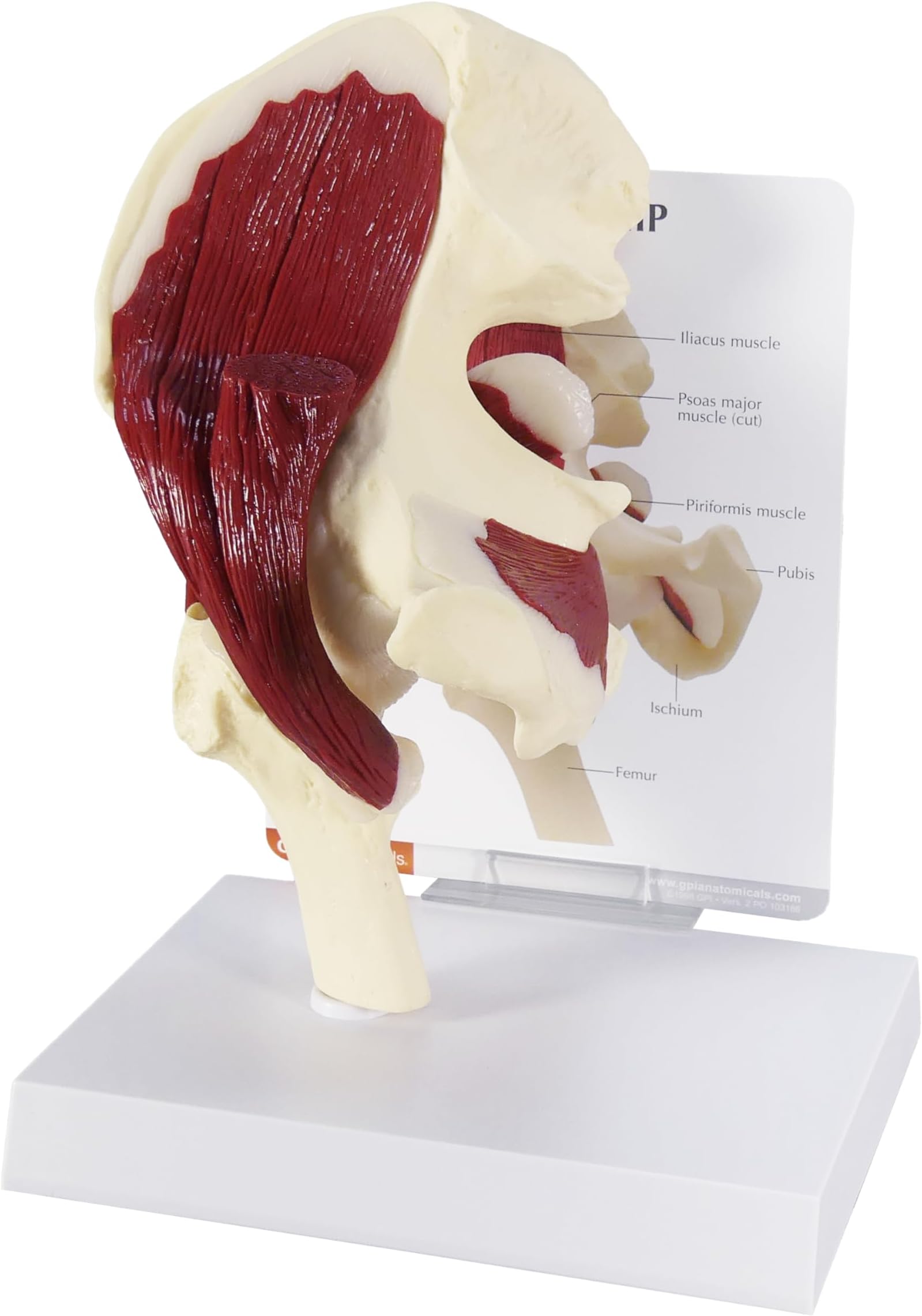 GPI Anatomicals - Muscled Hip Model, Replica of Right Hip Joint with Muscles for Human Anatomy and Physiology Education, Anatomy Model for Doctor's Offices and Classrooms, Medical Learning Resources