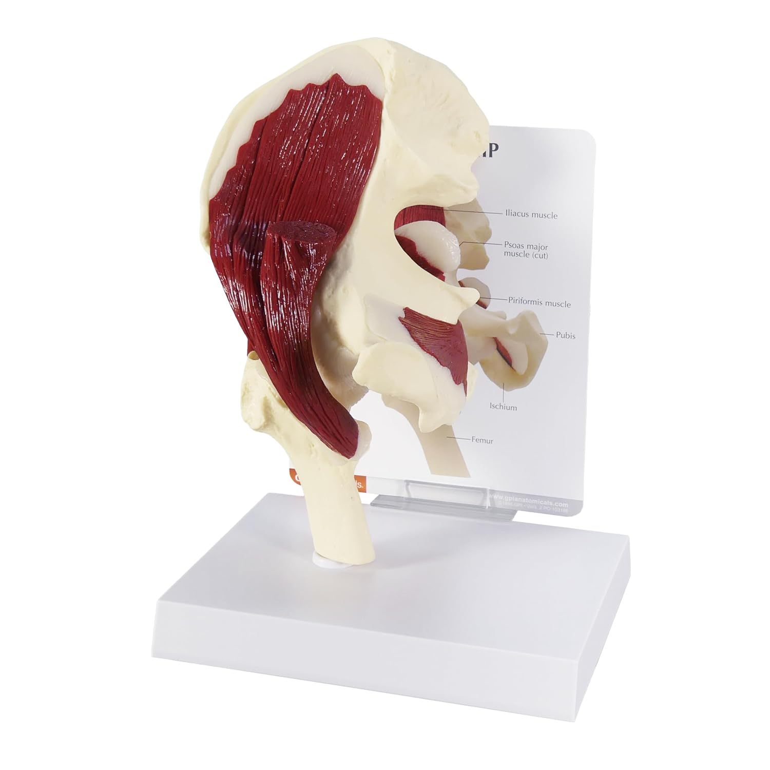 GPI Anatomicals - Muscled Shoulder Model, Right Shoulder Joint with Muscles Model for Human Anatomy, Physiology Education, Anatomy Model for Doctor's Office and Classrooms, Medical Learning Resources