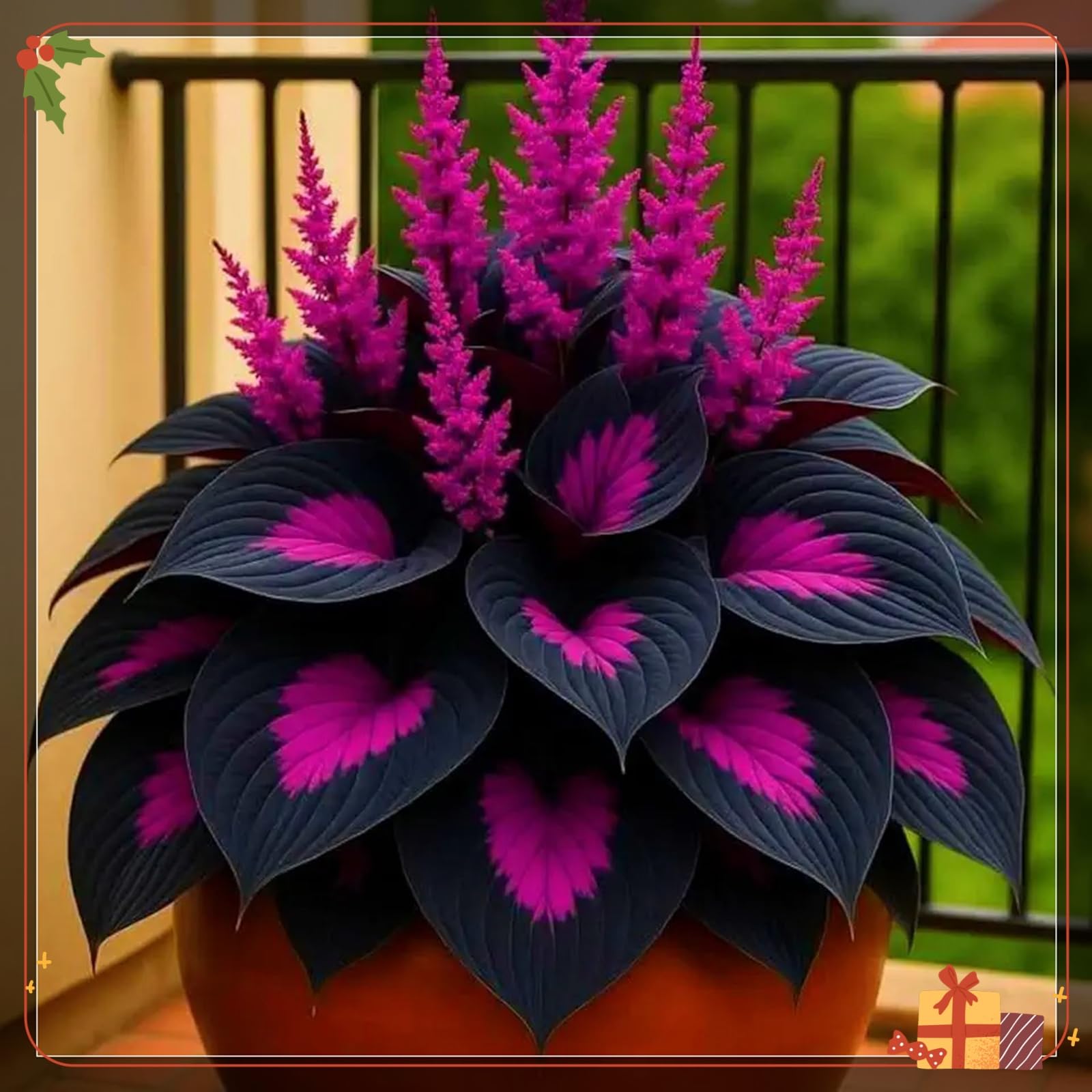 Premium Hostas Seeds - Simple to Grow – Perfect for Gardens, Enchanting Displays Hardy Hostas-500Count-A
