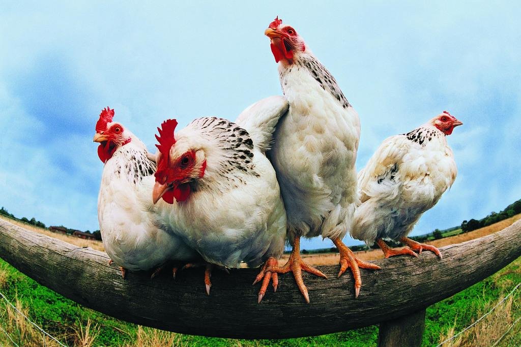 Póster De Gallinas Del Mundo En Metal Vintage – Decoración Perfecta Para Cocina, Bar O Casa