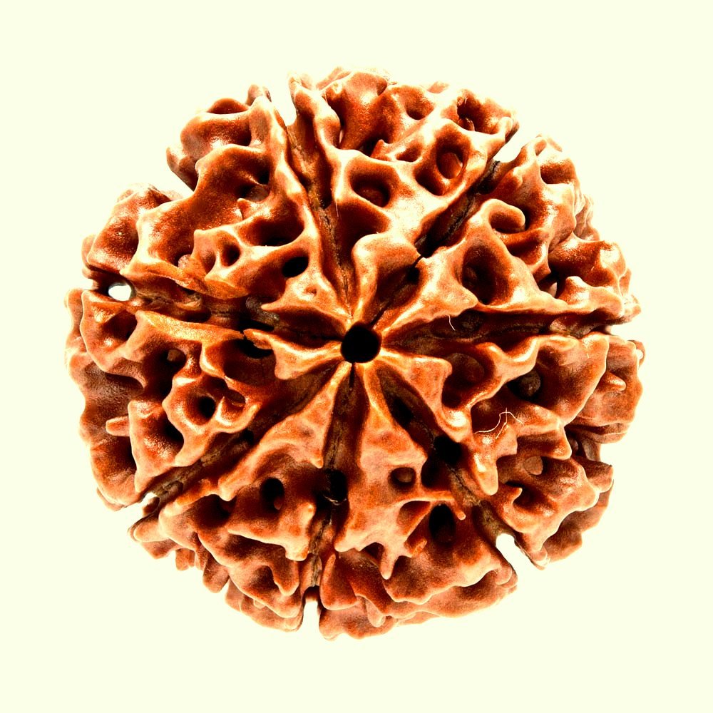 Ramneek jewels Nepali Seven Faced Rudraksh (7 Mukhi Rudraksha) 20 M.M