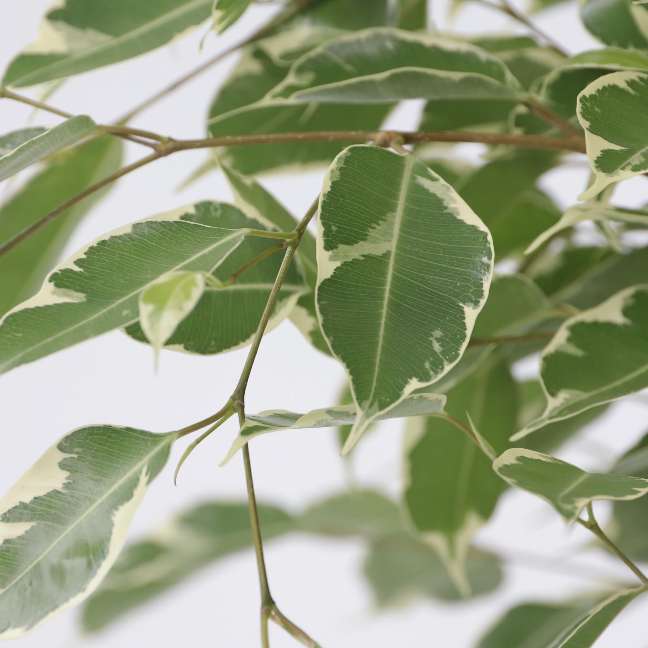 Plant in a Box - Ficus Benjamina Twilight - Vera pianta da appartamento grande - Vaso 21cm - Altezza 100-110cm