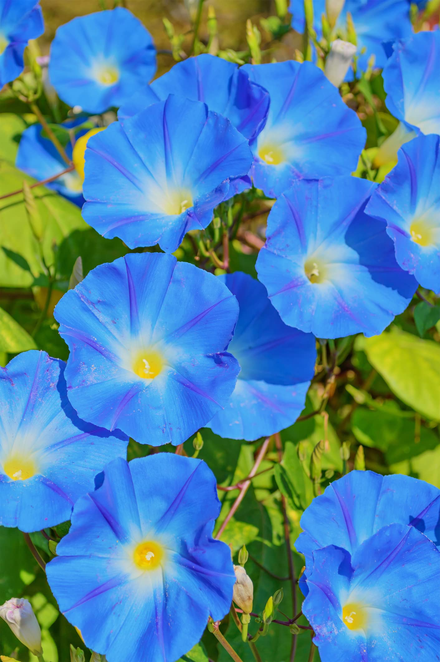 Just Seed - Flower - Ipomoea Morning Glory Heavenly Blue 500 Seed