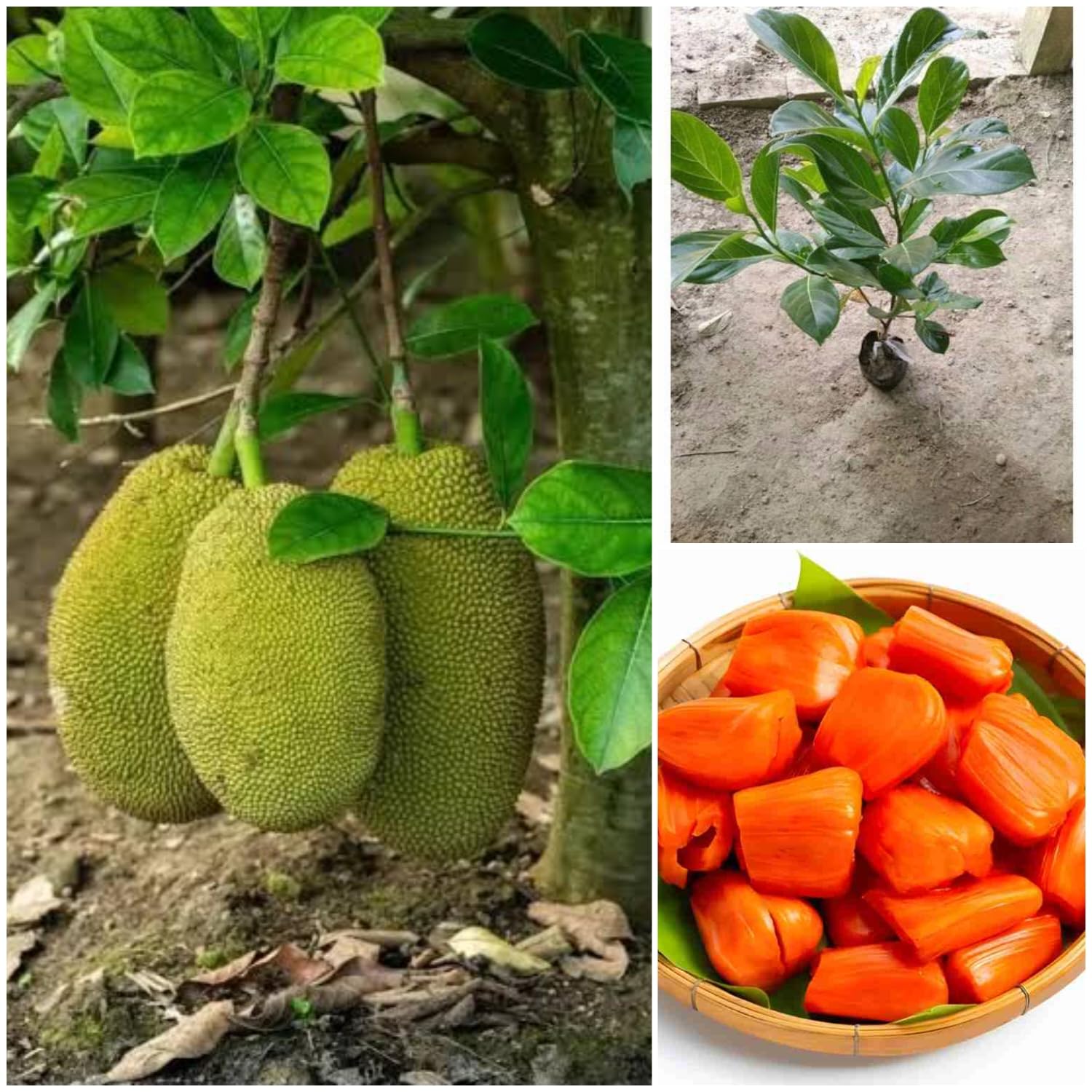 AR PLANT Red Jackfruit Plant - Vietnam All Season Grafted Daeng Surya Fruit Tree Hybrid variety Sweet Jackfruit Kathal Echar Plant (1.5-2 Ft) (B0DB2R72X5) Amazon Price History, Amazon Price Tracker