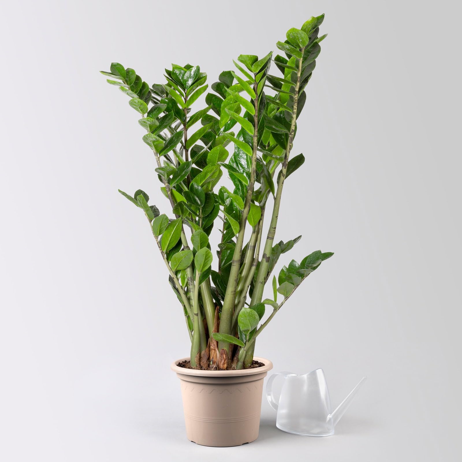 monstera fensterblatt kaufen Monstera Deliciosa Variegata – Foliage Dreams main image 0