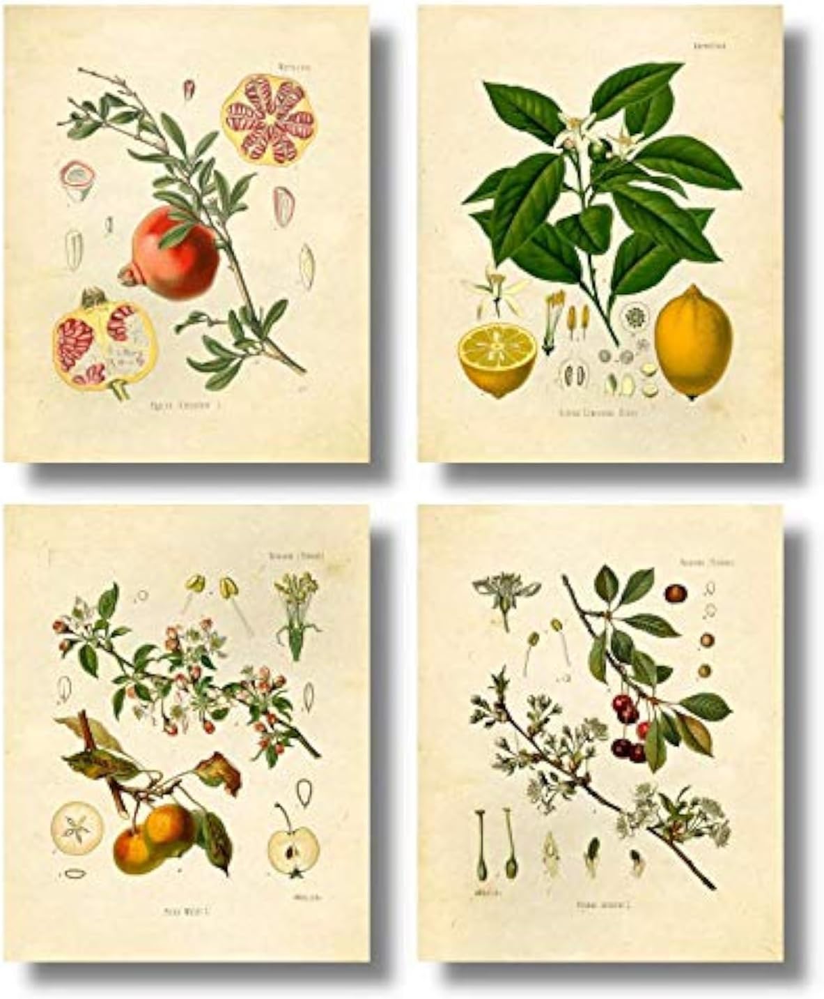 Ink Inc. Vintage Botanical Prints | Fruit Wall Art Lemon, Apple, Pomegranate, Cherry | Set of 4 8x10 Unframed