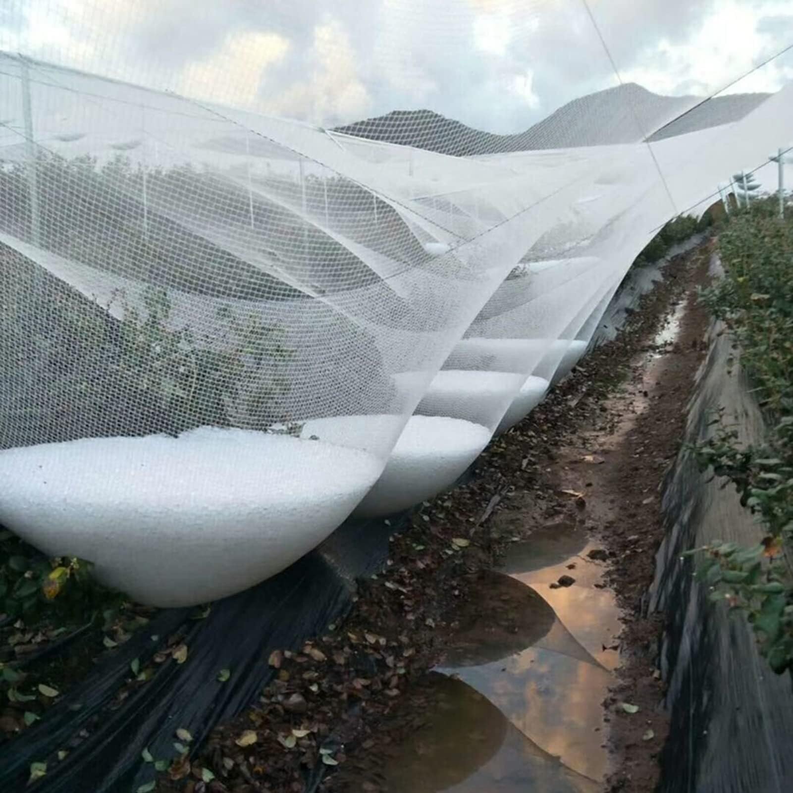 Rete antigrandine da giardino, bianca, per protezione di frutta e verdura, copertura riutilizzabile per laghetti, 6 x 10 m e 12 x 5 m