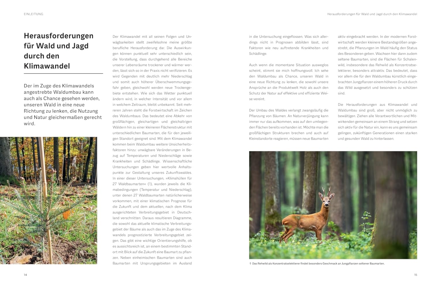 Waldbau für Jäger: Wie Forstwirtschaft und Jagd den Wald von morgen schützen