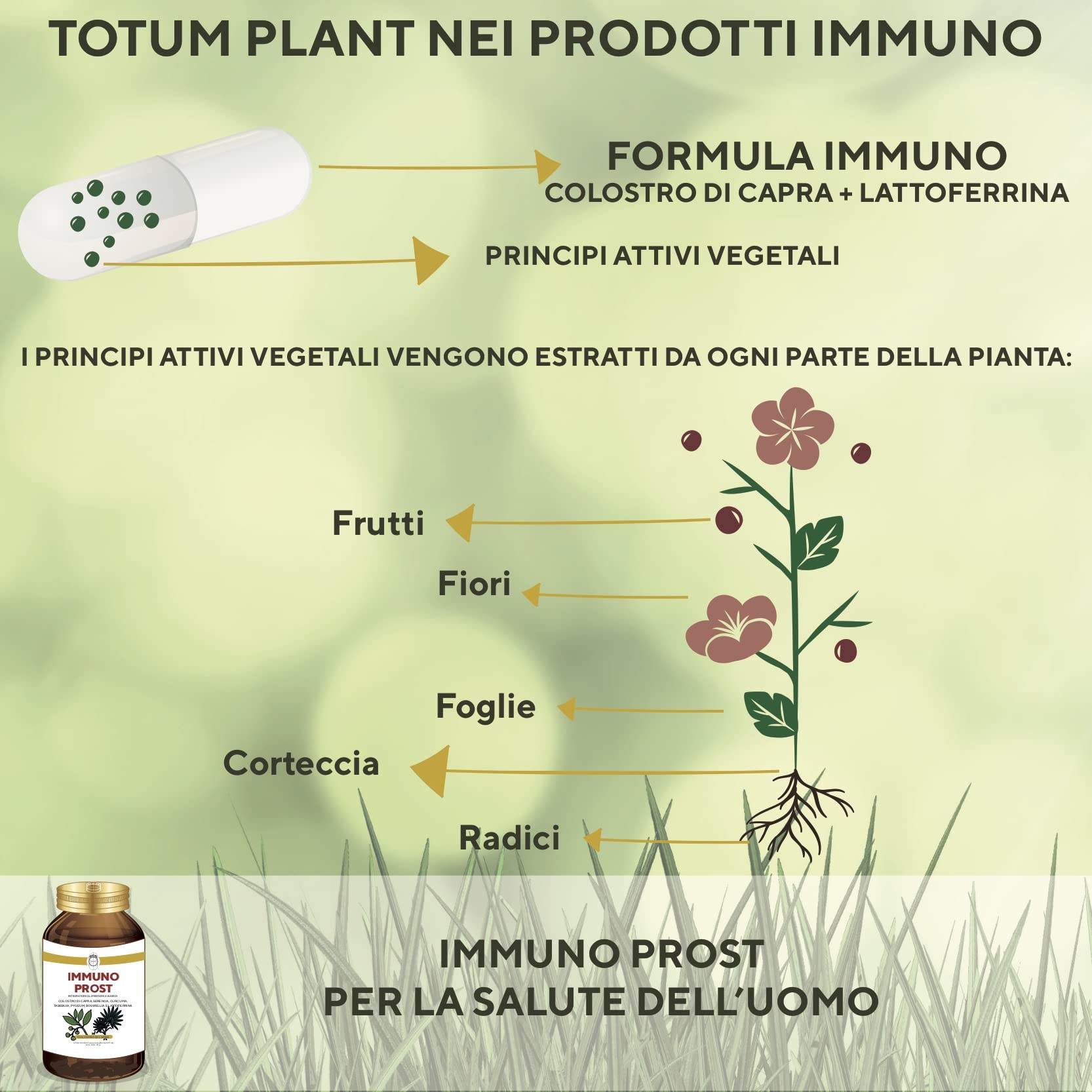 SEB - Immuno Prost - Integratore alimentare naturale per la salute della prostata. Rimedio naturale per contrastare le possibili complicazioni
