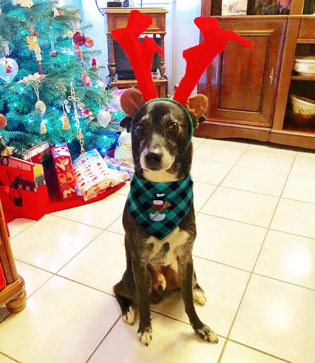 BoomBone 2 Unidades de pañuelo de Navidad para Perro con diseño de Papá Noel y muñeco de Nieve