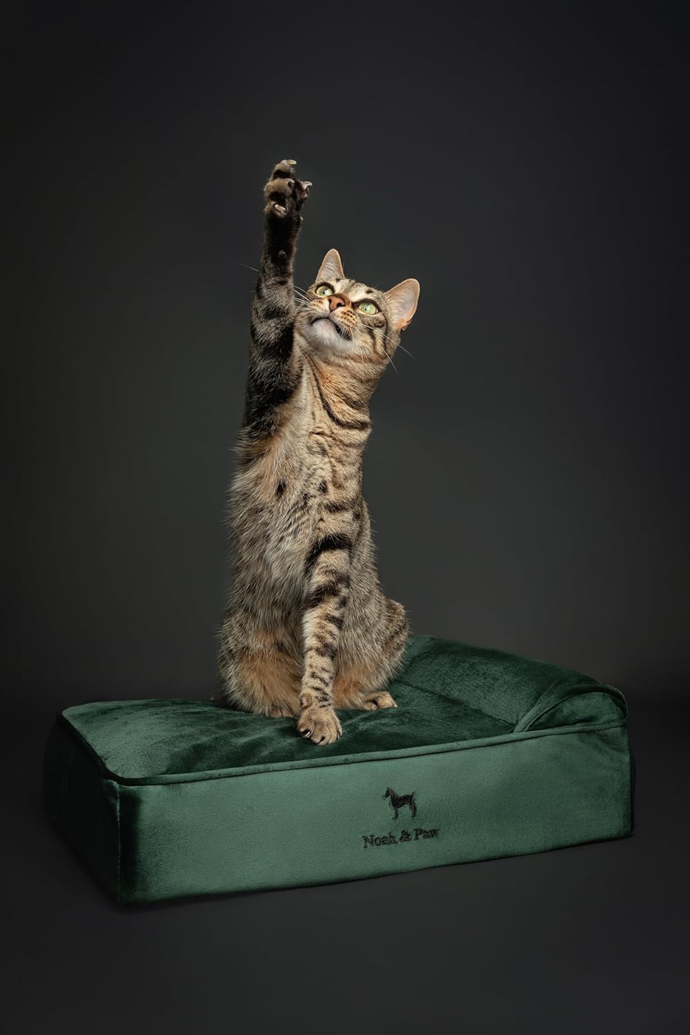 Ultimate Comfort: Review of the NOAH & PAW Small Dog Bed with Cooling Gel Memory Foam