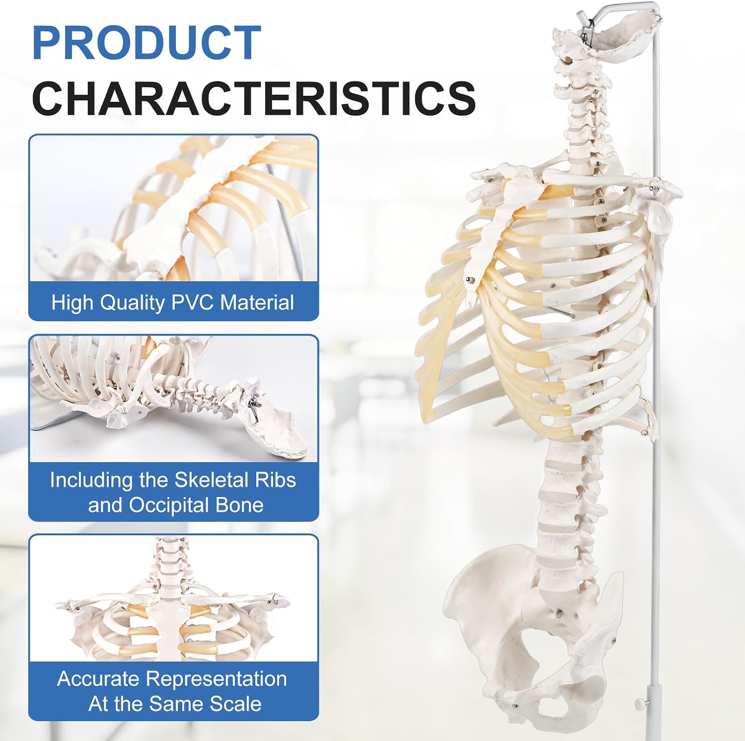 qzzXoq Rib Cage Anatomy Model, Life Size Movable Flexible Human Spine Model with Pelvis and Sternum Includes Full Color Study Guide for Medical Education and Training