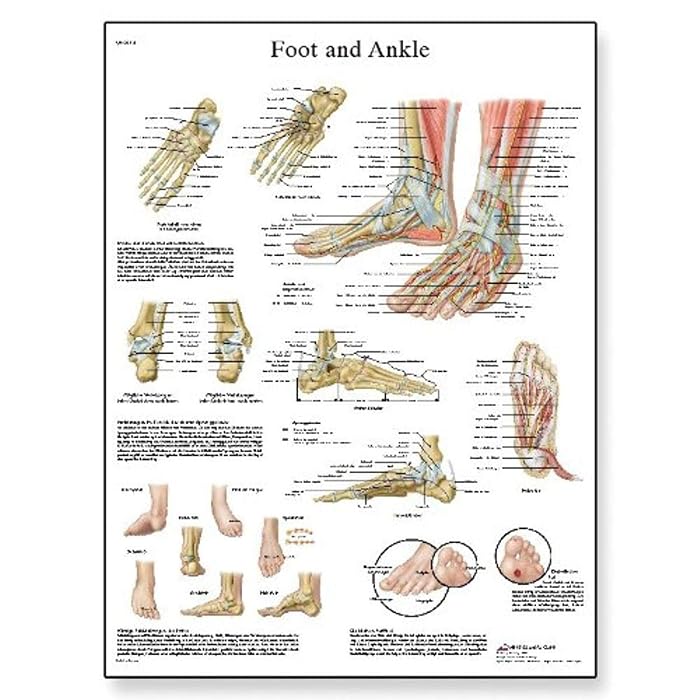 3B Scientific Human Skeleton Anatomical Chart - 20"x26" Glossy Poster Labeled With All Bones