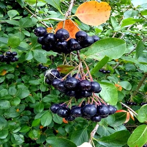 Miniatura 1 de KVITER 30 Seeds Black Chokeberry Aronia melanocarpa - Semillas frescas orgánicas para plantar, semillas de chokeberry negras para el hogar y el