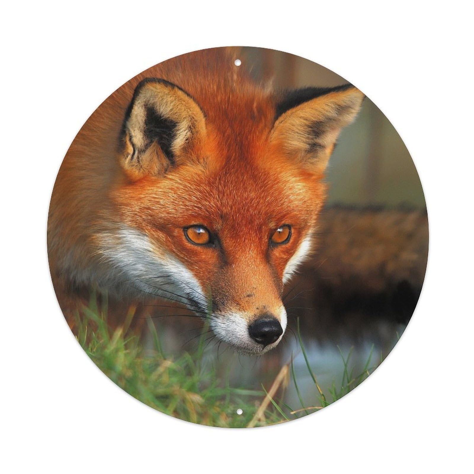 Animal Fox Hunting for Prey Metal Tin Sign