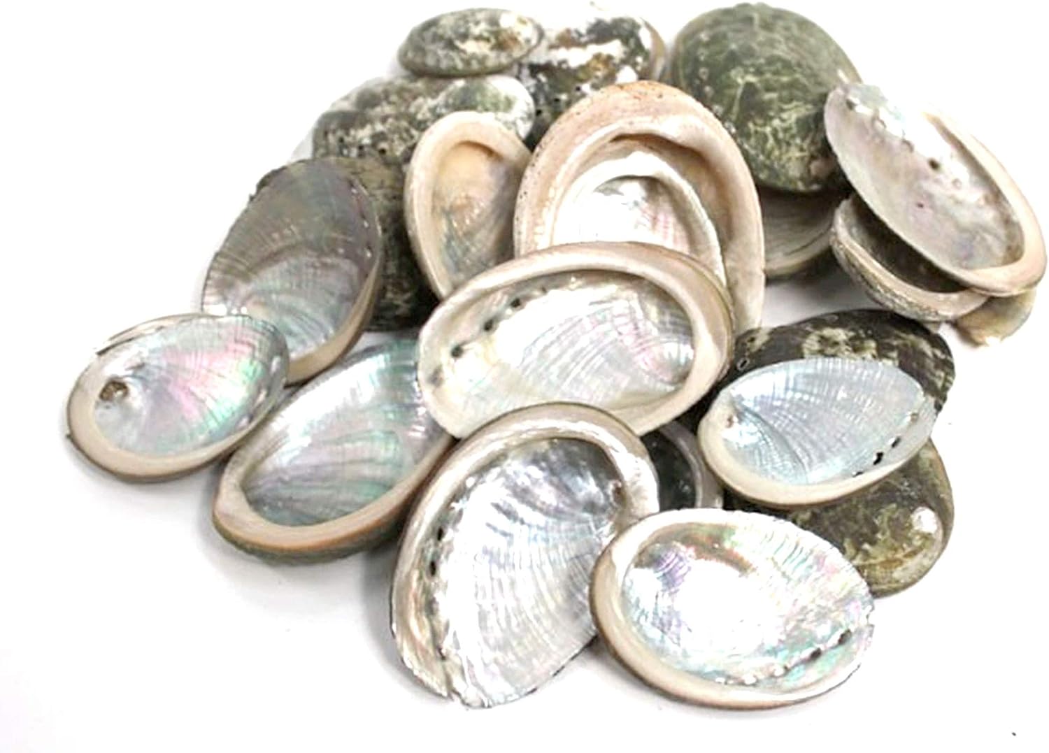 Baby Abalone 1 Kilo Bulk Shell Craft Home & Kitchen