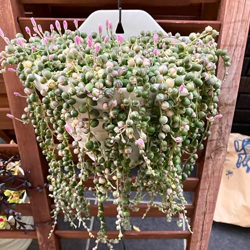 Cadena de perlas abigarradas plantas vivas, suculentas fáciles de arrastrar para interiores en maceta de 4 pulgadas, plantas suculentas colgantes
