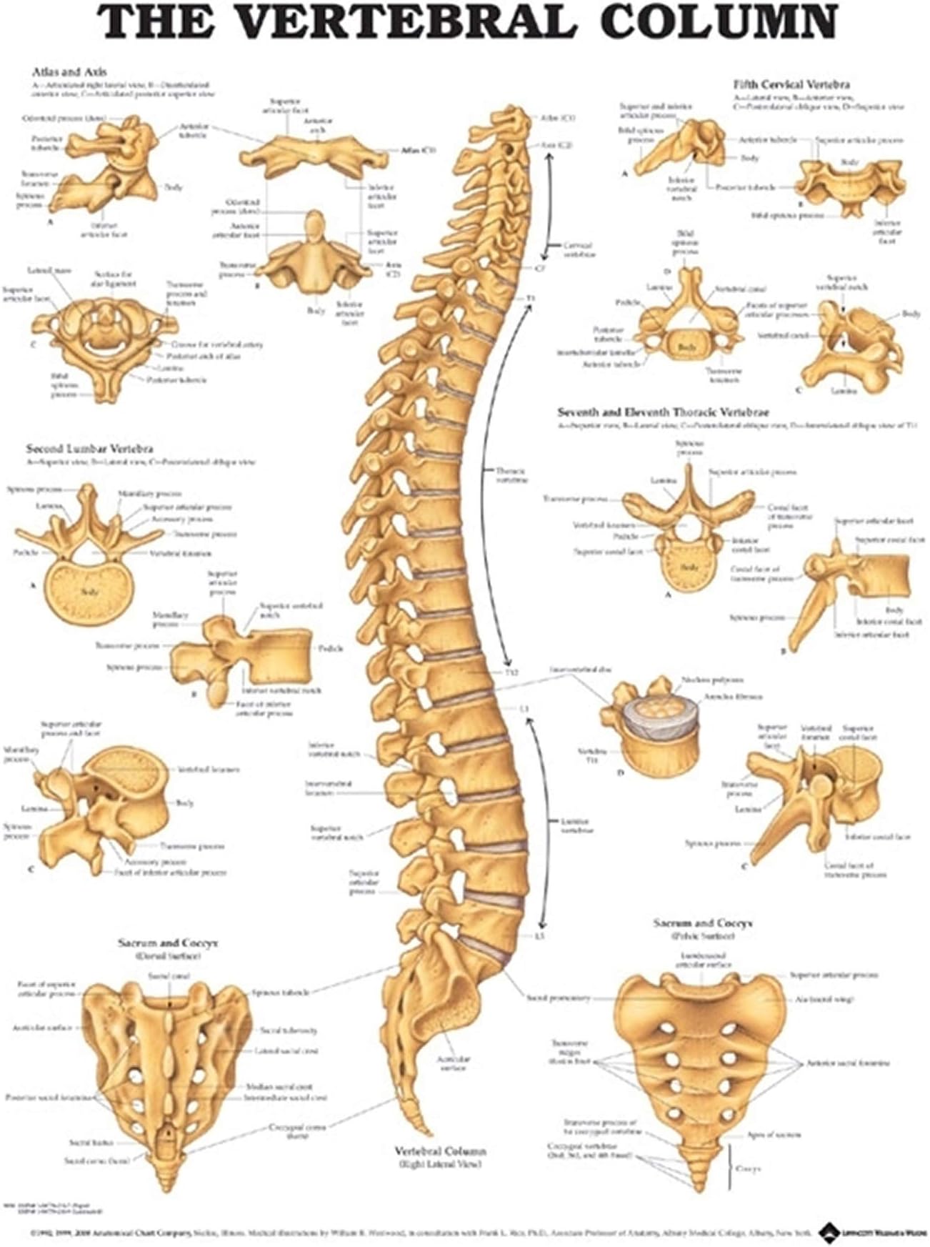 The Vertebral Column Anatomical Chart