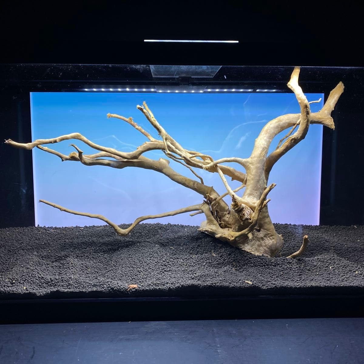 ビカクシダ コロナリウム〔Thin Thin〕 コルク付け 大サイズ1