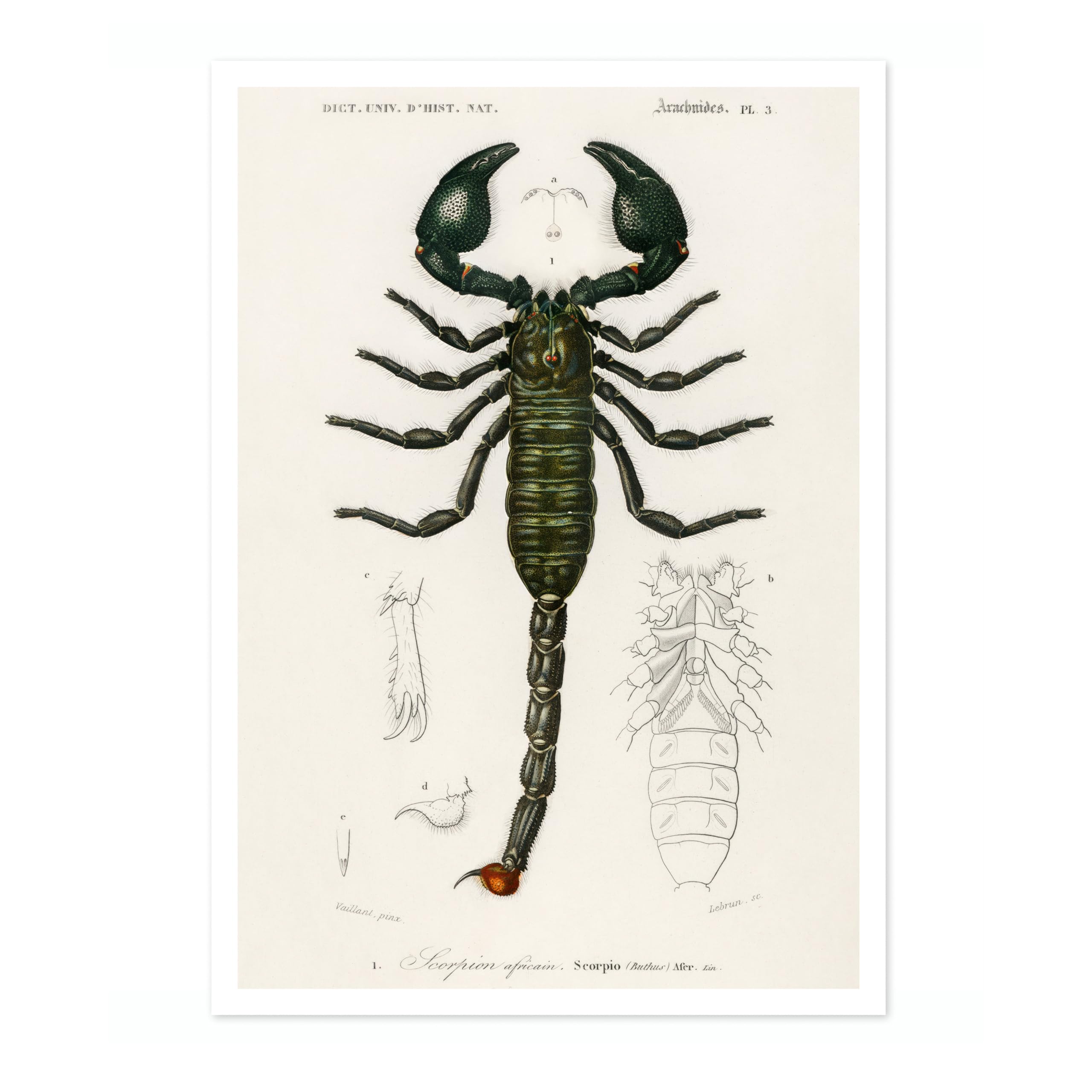 Animato Emperor Scorpion Charles Dessalines D'Orbigny Poster, Vintage Botanical Prints, Encyclopedia Retro Wall Art Home Decor, Archival Matte, A1 (Print Only) - 84.1x59.4cm โ image 1