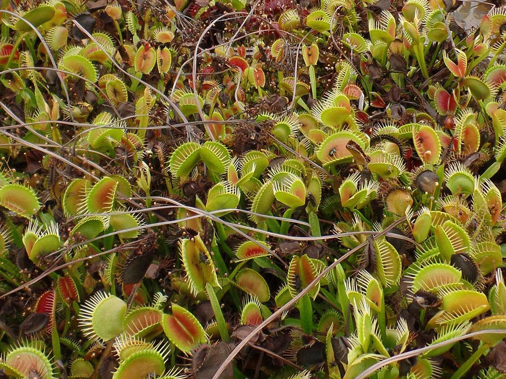 Amazon.co.jp: 【種子】Dionaea Muscipula◇ハエトリグサ/ハエトリソウ