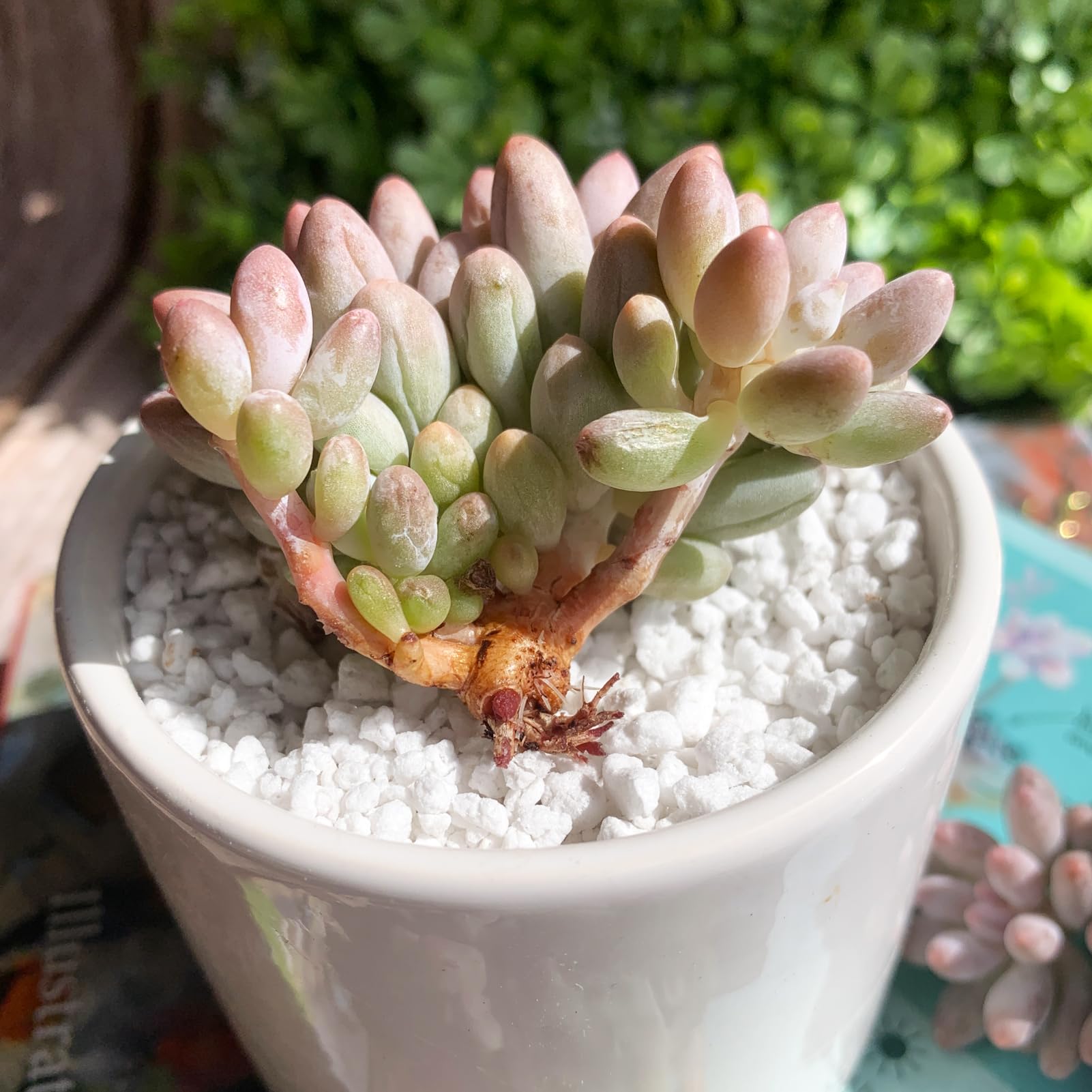 Amazon.com : Pachyphytum Baby Finger Rare Live Succulent Plants, Cluster  2.7" Pink, Bare Root Without Pot & Soil, Garden Indoor Office Desk Baby  Shower Decoration, Friend Plant Lovers Gifts : Patio, Lawn