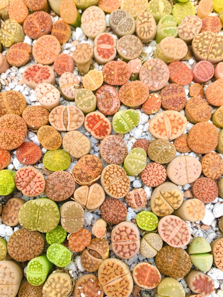 Lithops Seed Mix Freshly Harvest Pack of 50 Seeds Mix
