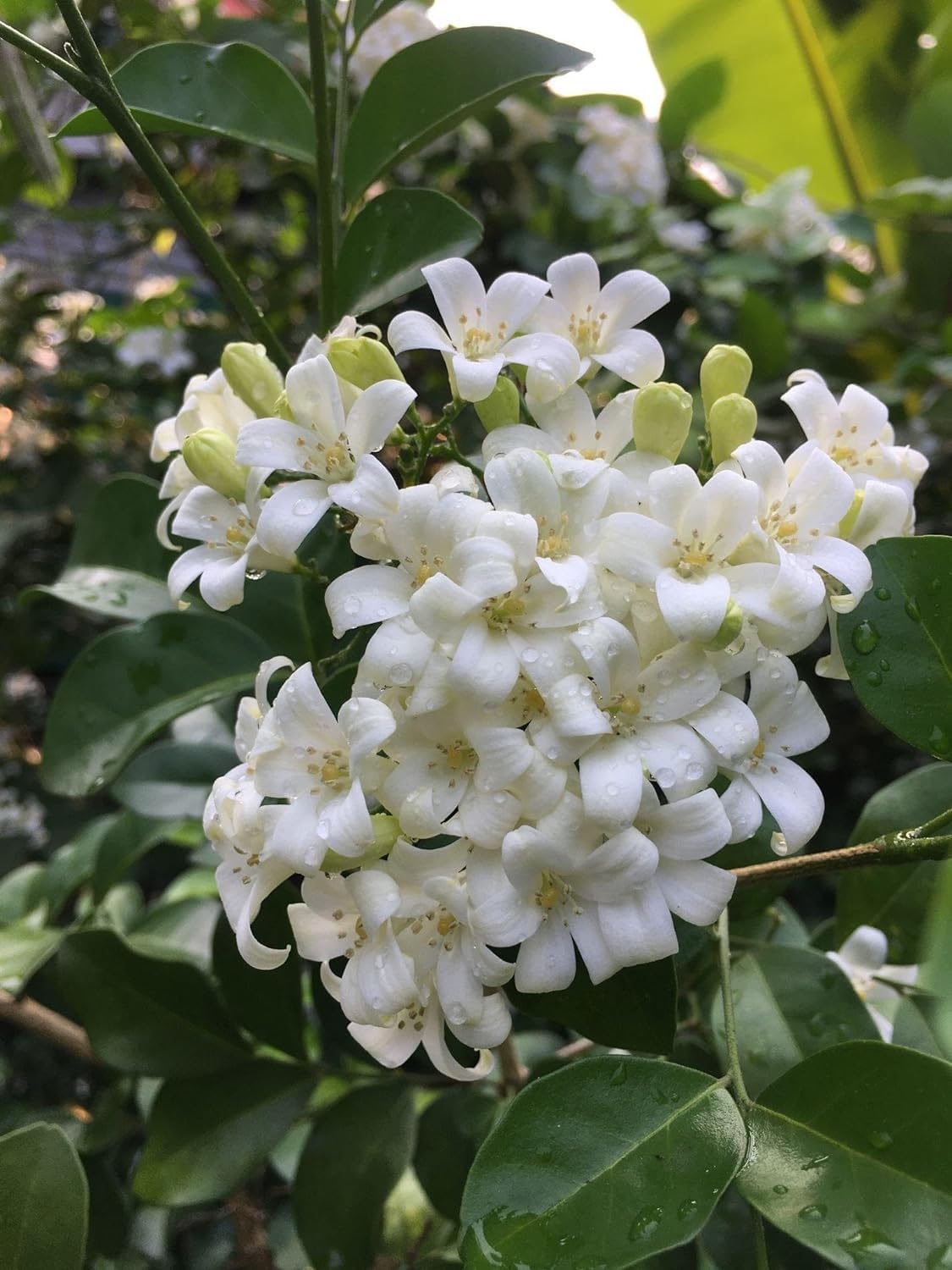 See full amazon price history chart for All Time Madhu Kamini Flower Plant/Sweet Smelling Kamini Flower Live Plant For Home Garden (Hybrid) All Time Madhu Kamini Flower Plant/Sweet Smelling Kamini Flower Live Plant For Home Garden (Hybrid) (B0D46WT1NQ) Amazon Price History, Amazon Price Tracker