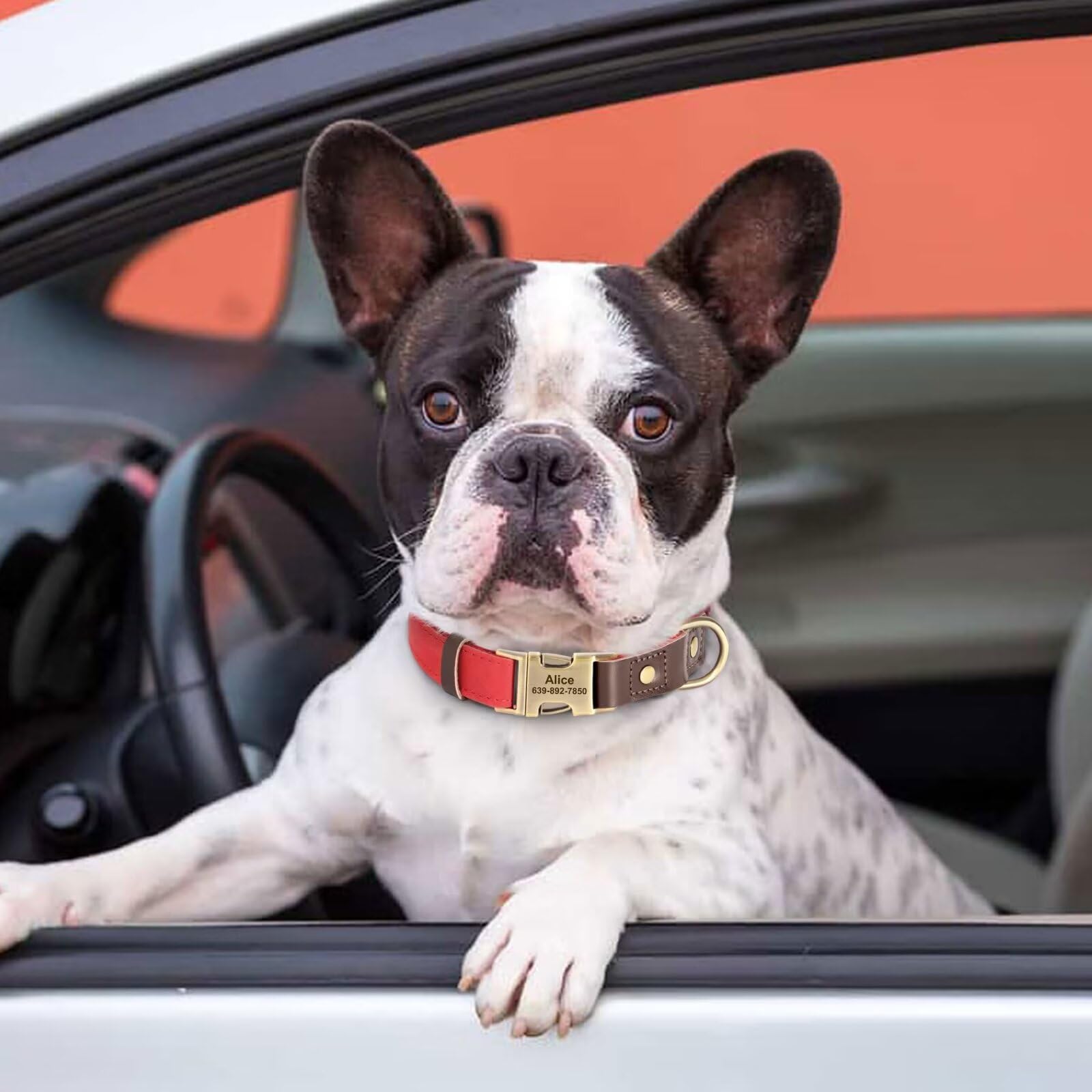Personalisiertes Hundehalsband Personalisierbares Hundehalsband Aus Leder   Verstellbar Fr Franzsische Bulldogge & Co.