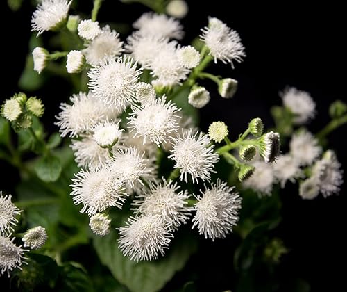 Miniatura 1 de Dondo White Ageratum Seeds (100 semillas) - Hermosas flores blancas de verano hasta las heladas
