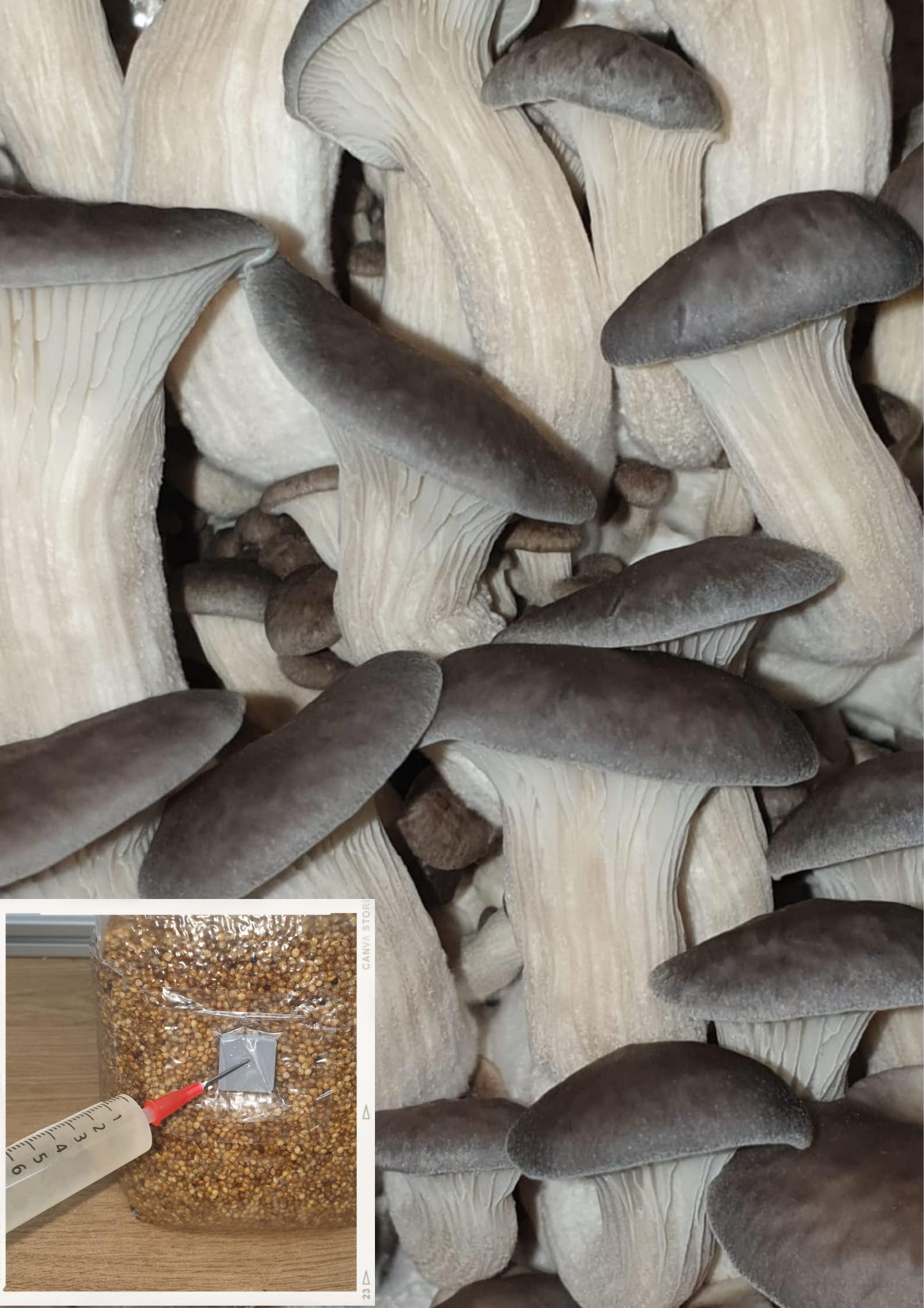 Blue Oyster Mushroom Liquid Culture, Commercial Strain 2191 *Top Quality*