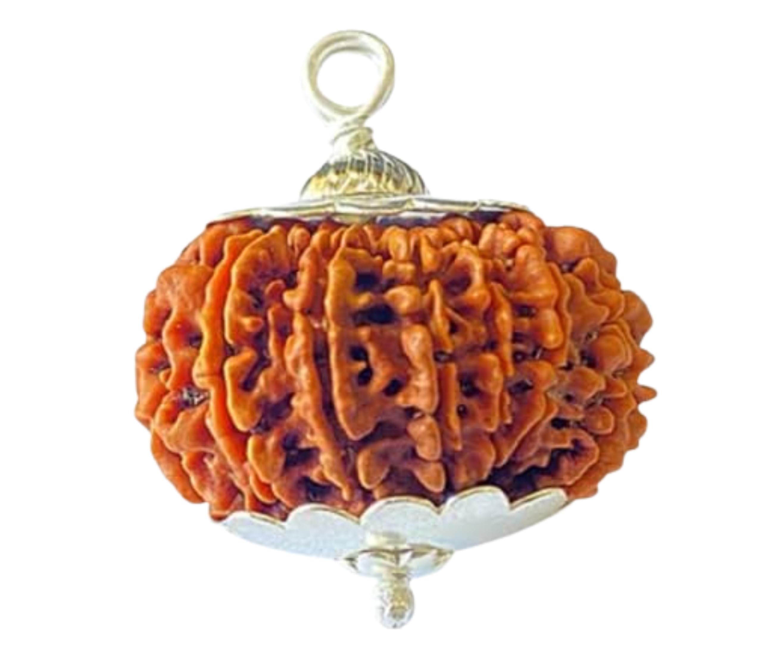 13 Mukhi Rudraksha - Nepali 13 Face Rudraksha Pendant by Lord Shiva.