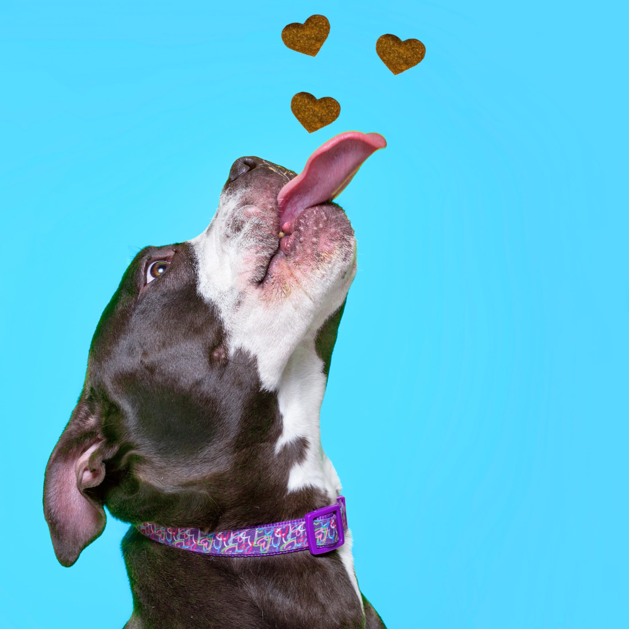 BESTI - Articulations | 120 Compléments Alimentaires Premium pour Chiens | Anti-Arthrose, Améliore la Mobilité Articulaire et le Cartilage | Marque Française - Formule Vétérinaire | Au Poulet | 300 gr