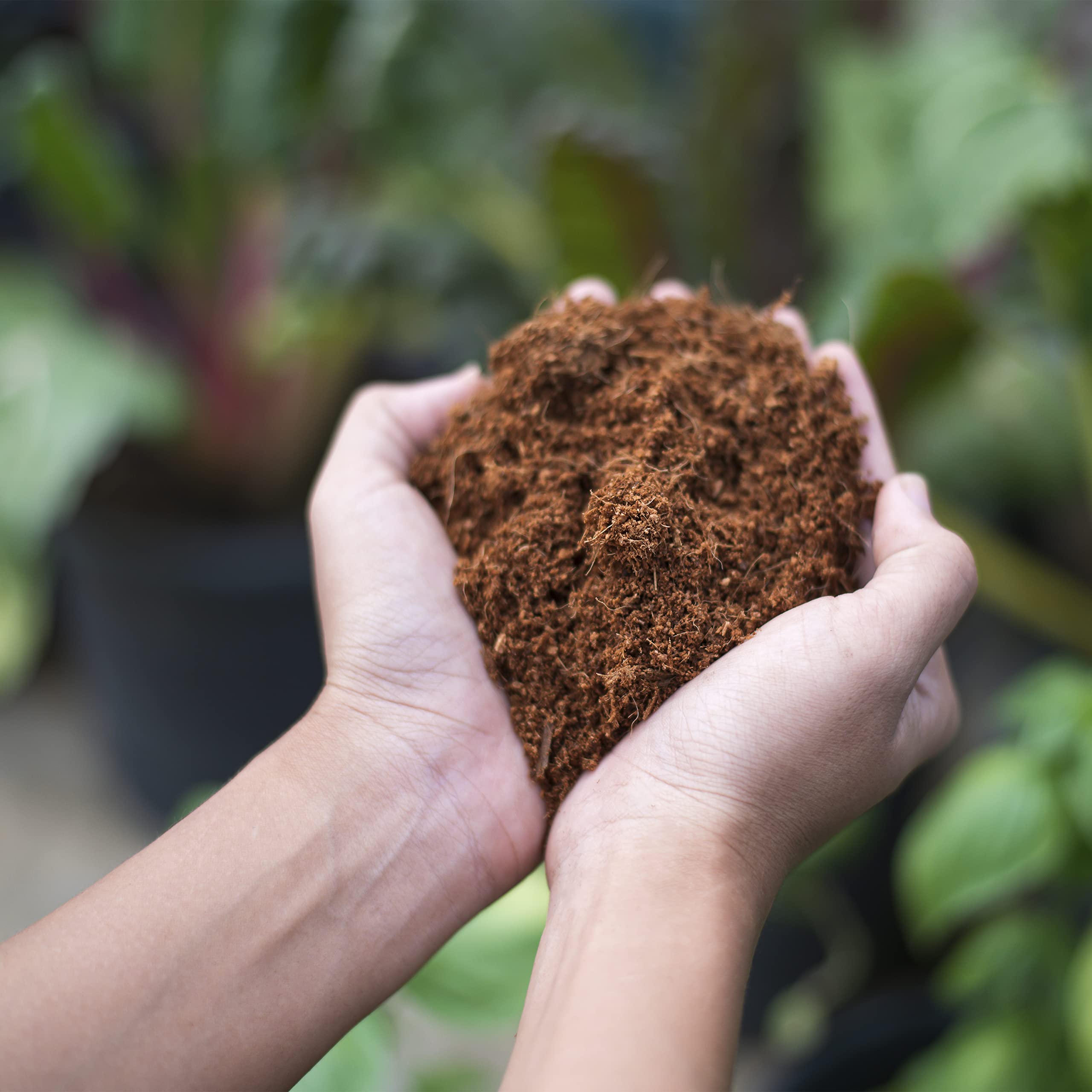 PLANTAWA Fibra de Coco Natural 70L | Sustrato para Plantas y Terrarios | Coco Sostenible Natural y Nutritivo | Retiene Humedad y Mejora Aireación