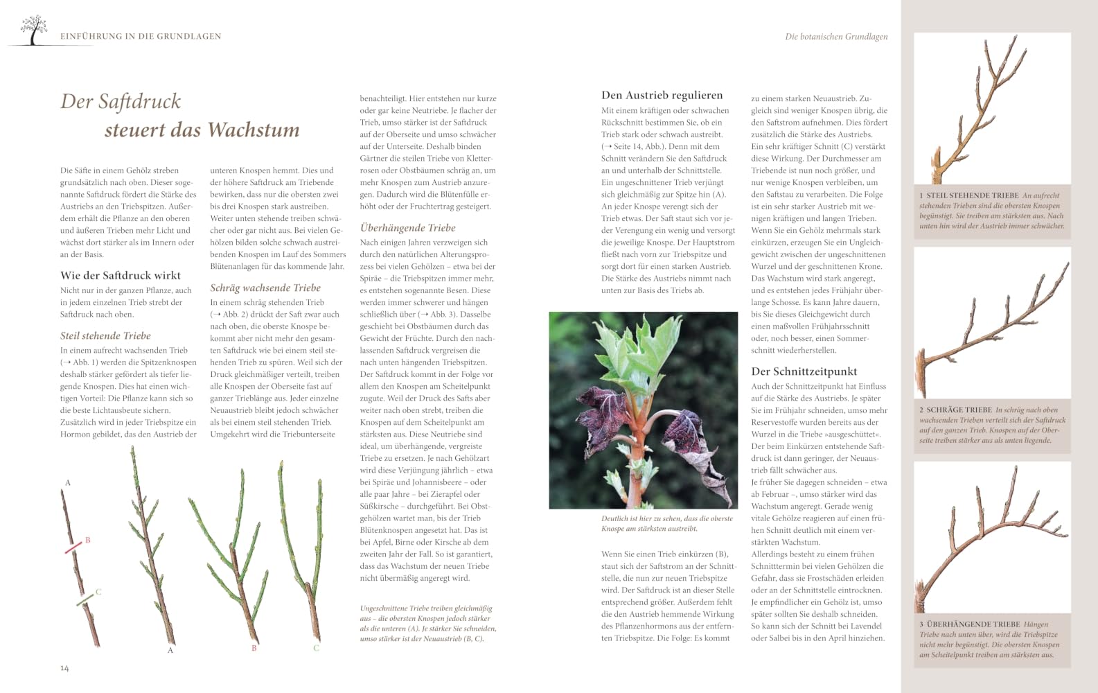 Das große GU Praxishandbuch Pflanzenschnitt: Pflanzen richtig schneiden – Tipps für Obstbäume, Ziergehölze und Stauden (GU Gartenpraxis)