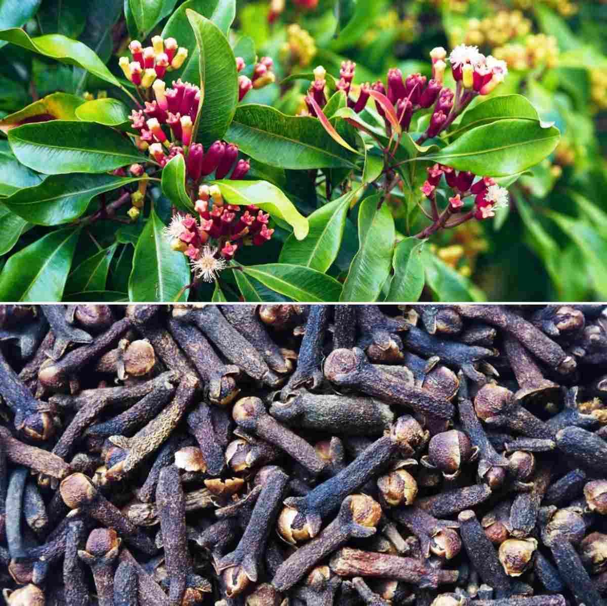 Greenery Nursery Dwarf Varieties Clove/Lobongo (Syzygium Aromaticum) Plant & Tree Live Plant And Tree For Home And Garden (Pack Of 1)