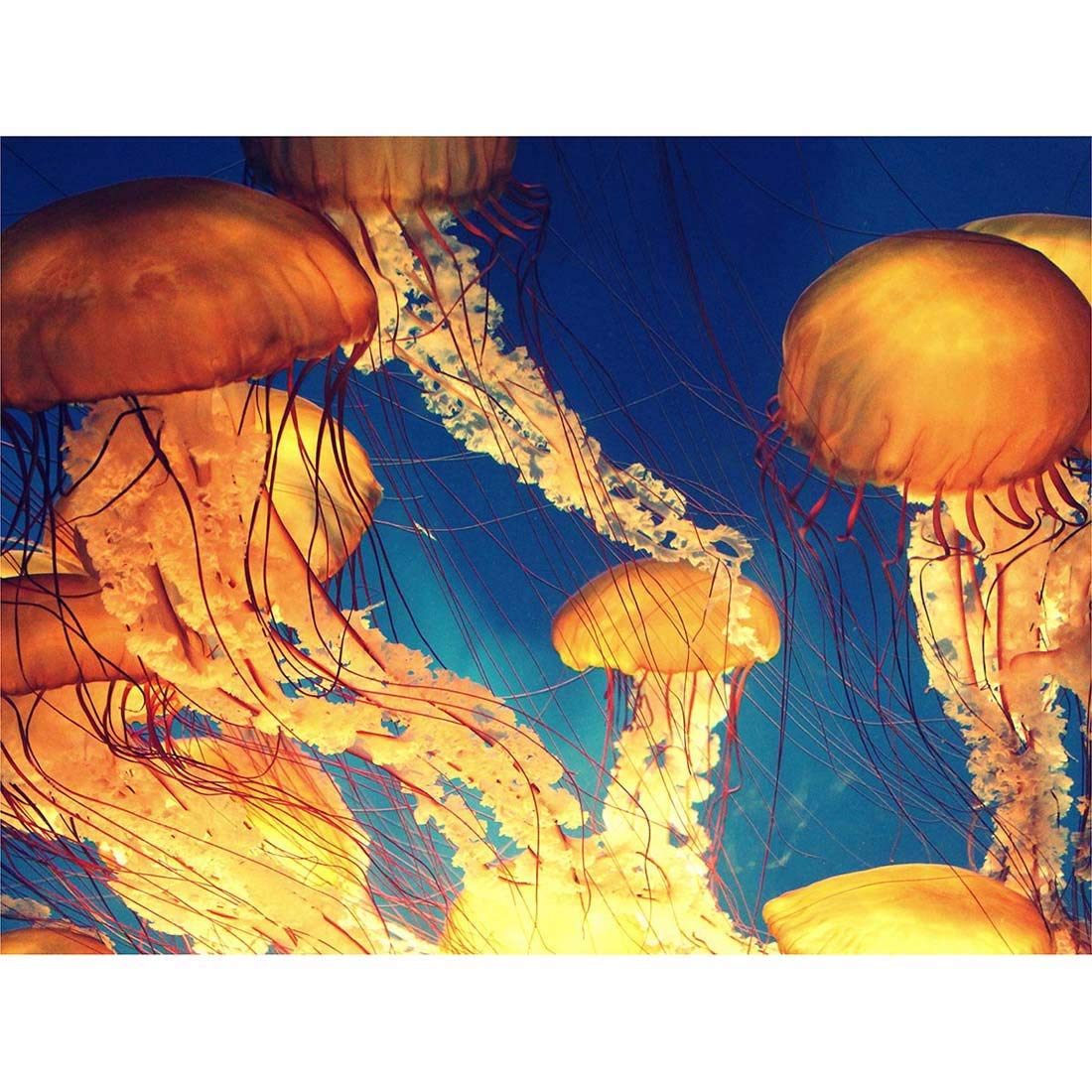 Wee Blue Coo Jellyfish Group Underwater Ocean Art Print Poster Wall Decor 12X16 Inch