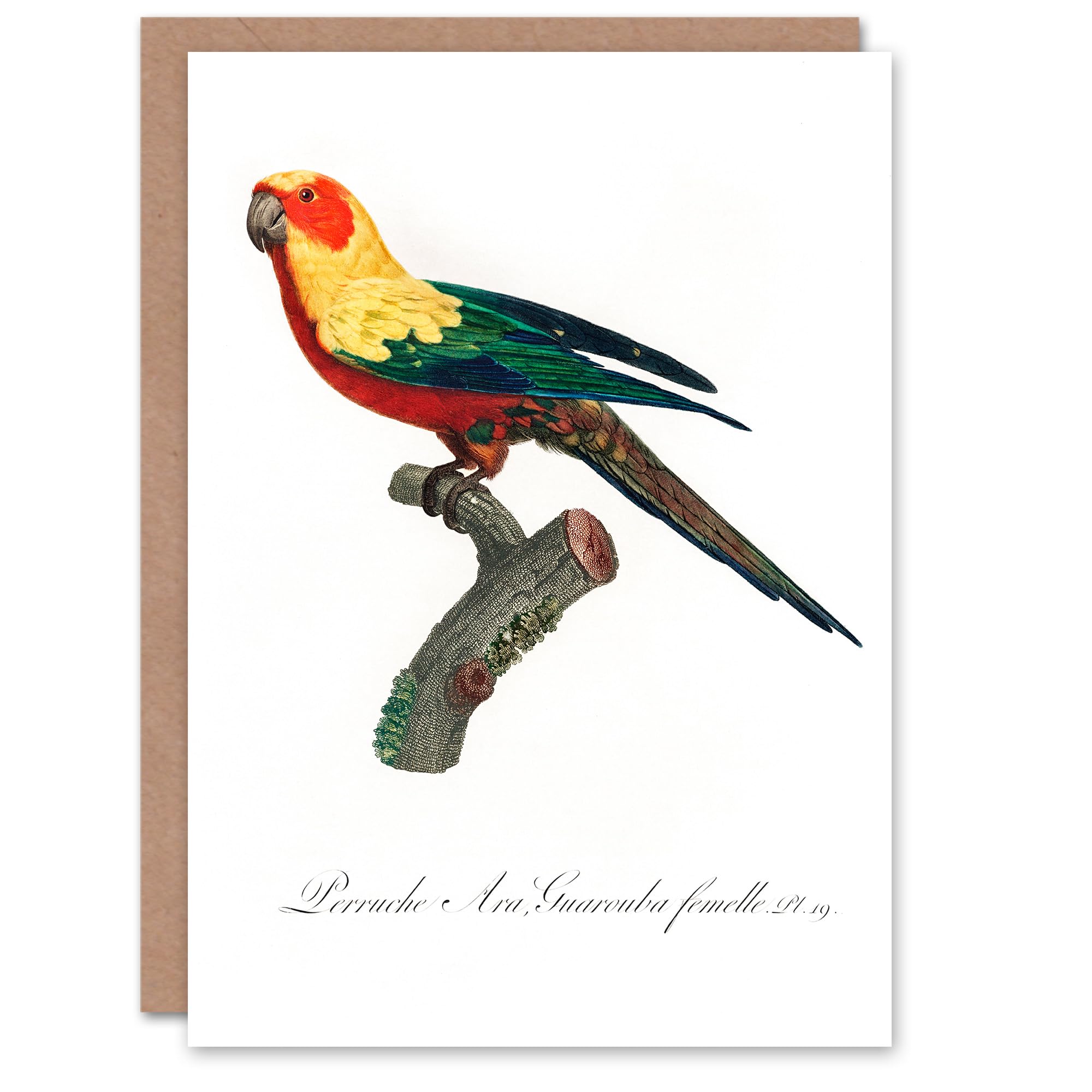 Artery8 Greeting Card - The Sun Parakeet Parrot - White