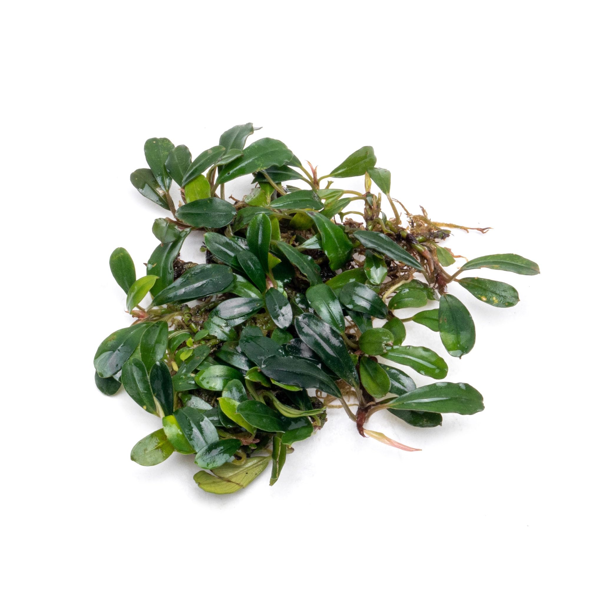 Amazon.com: SubstrateSource Bucephalandra Black Tears Live