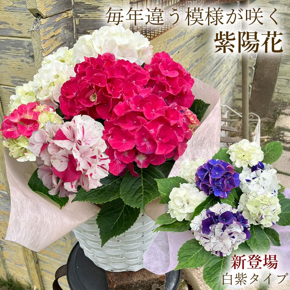 Amazon｜[World Fantasy Garden] 母の日 ギフト 花 鉢植え あじさい寿