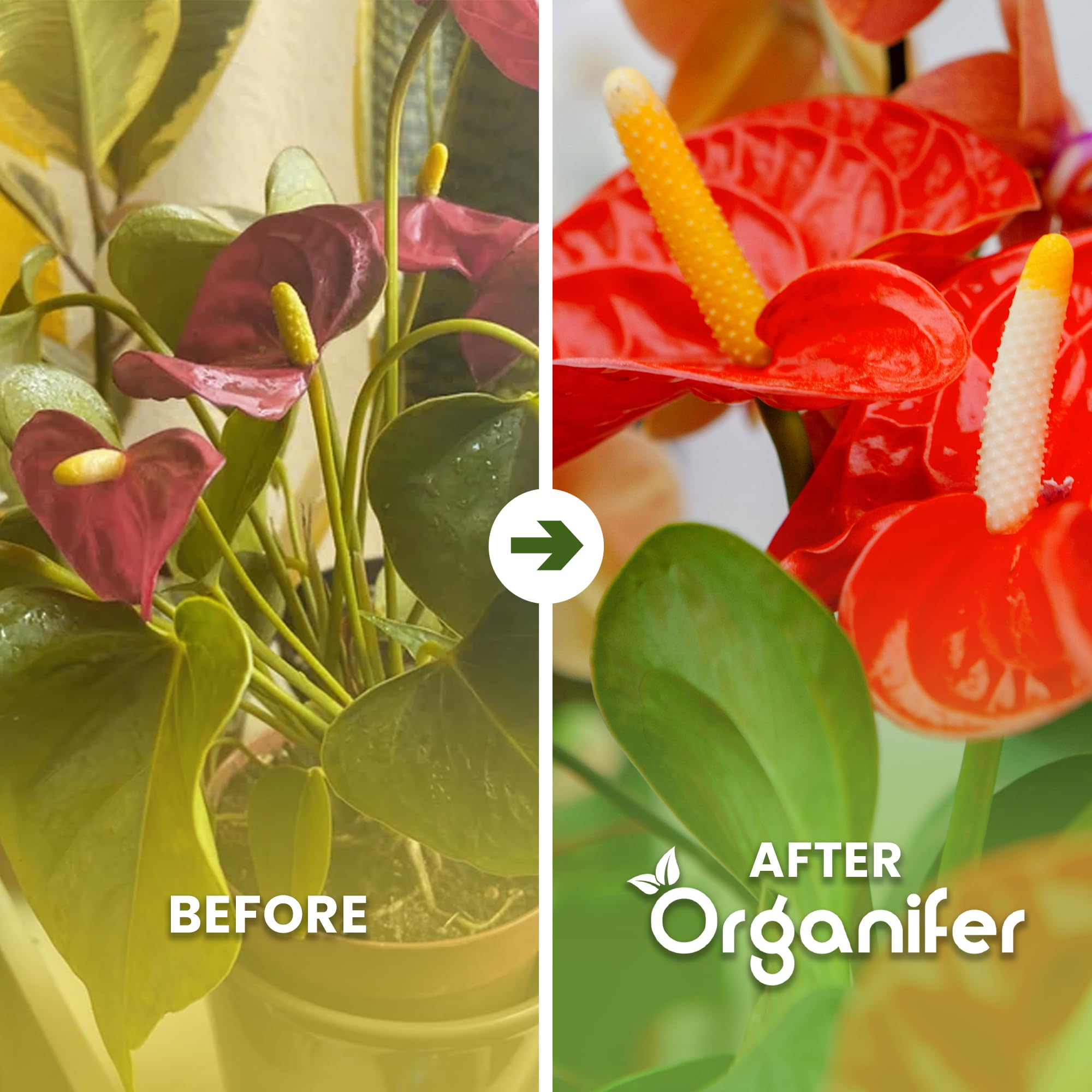 Anthurium Engrais liquide – Engrais liquide organique pour fleurs abondantes & racines solides – Favorise les tiges & vitalité – Organifer (1L)