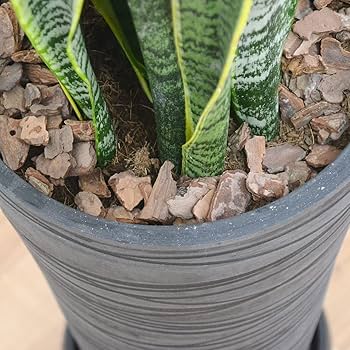 ERICA♡ サンスベリア ローレンティ 陶器鉢 植え込み発送 ERICA ERICA♡ サンスベリア ローレンティ 陶器鉢 植え込み発送 ERICA