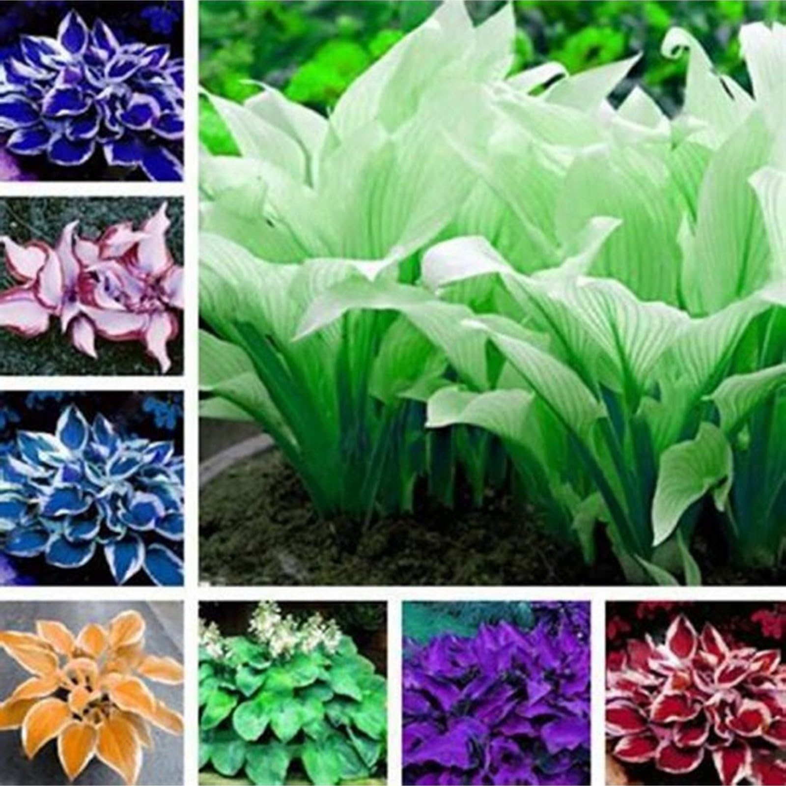 Hostas Bulbs for Planting UK Strong Plants That Grow Well Golden Jade Carving Feels Beautiful Now Mixed Garden Crop for Planting Now Greening Flower Cut Flowers Flowering Rhizome-15Bulbs-greenC — image 1