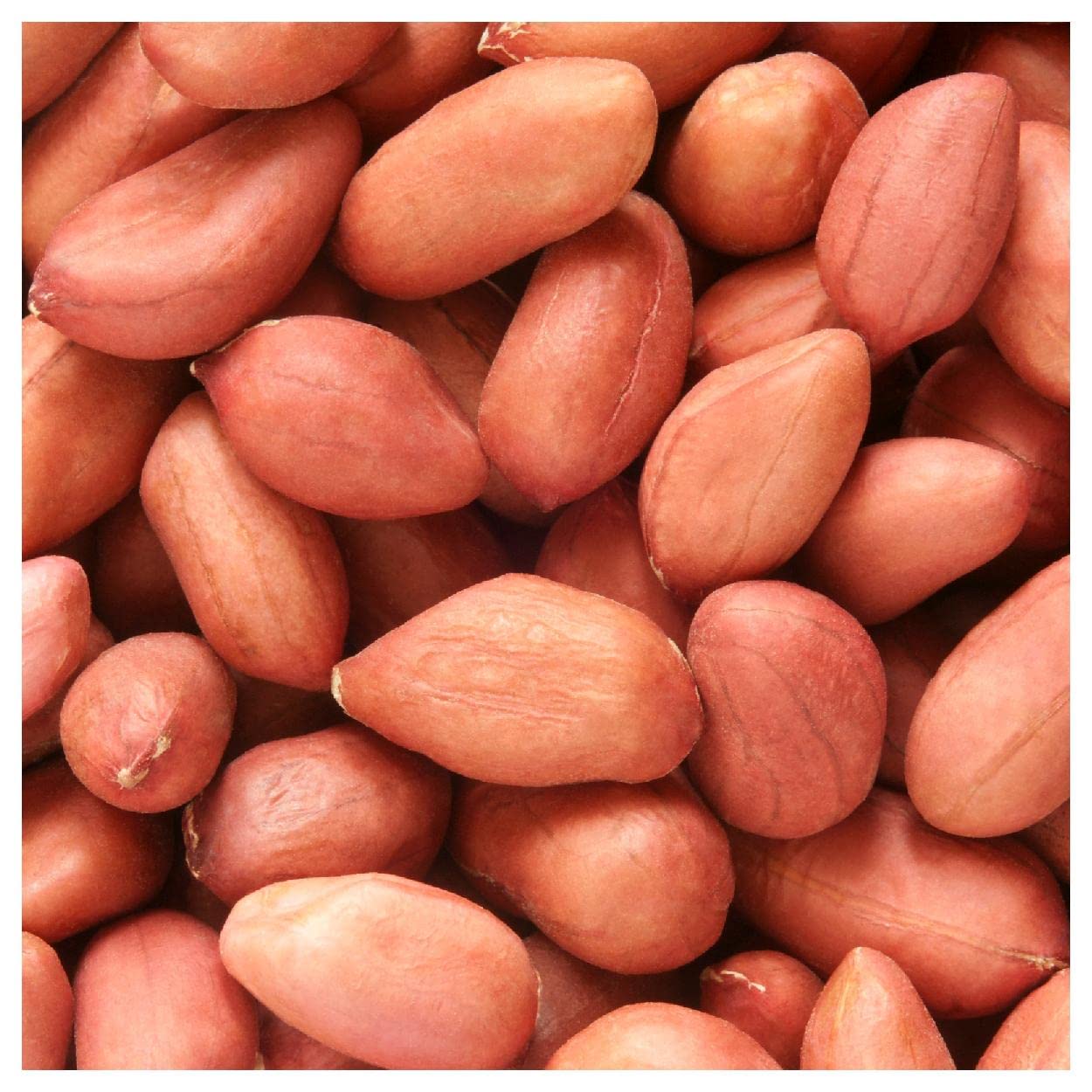 Everwilde Farms Virginia Jumbo Peanut Seeds