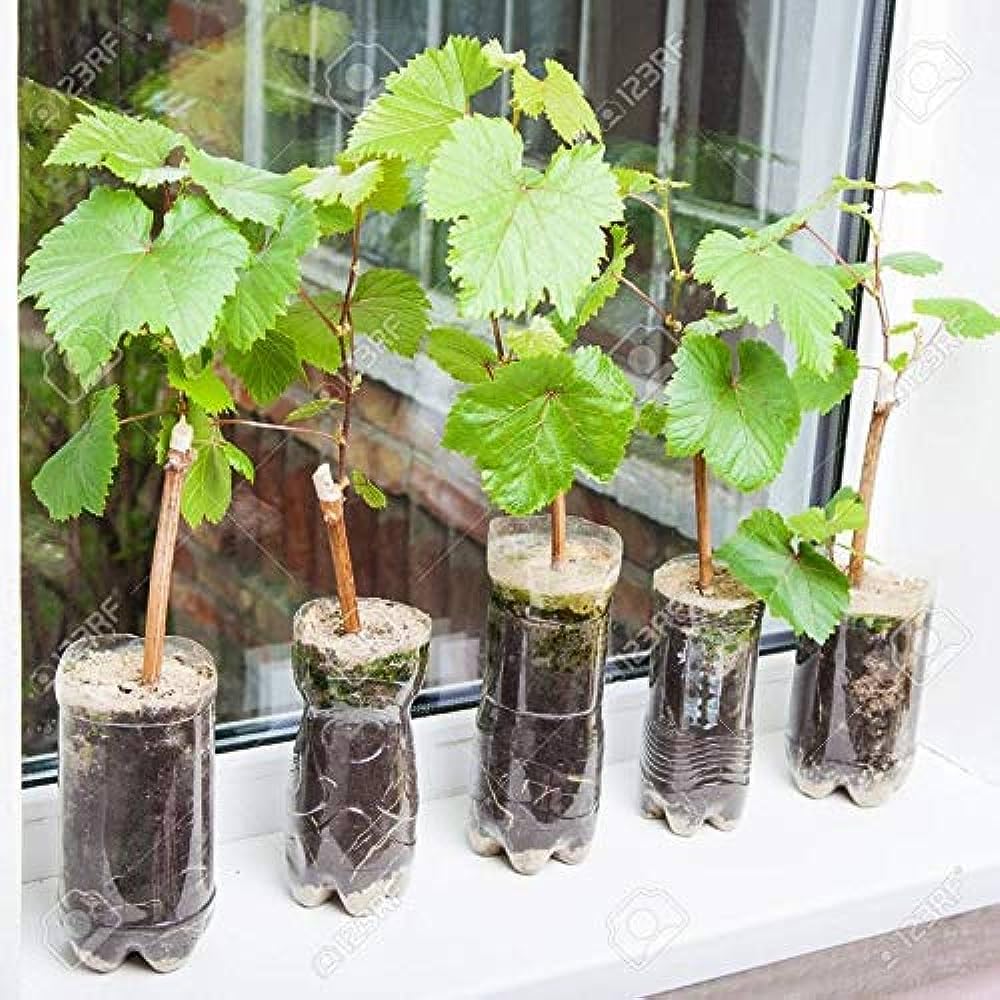 Grapes plant hybrid all seasons (Pack of 2) (B0CRHGD5G8) Amazon Price History, Amazon Price Tracker