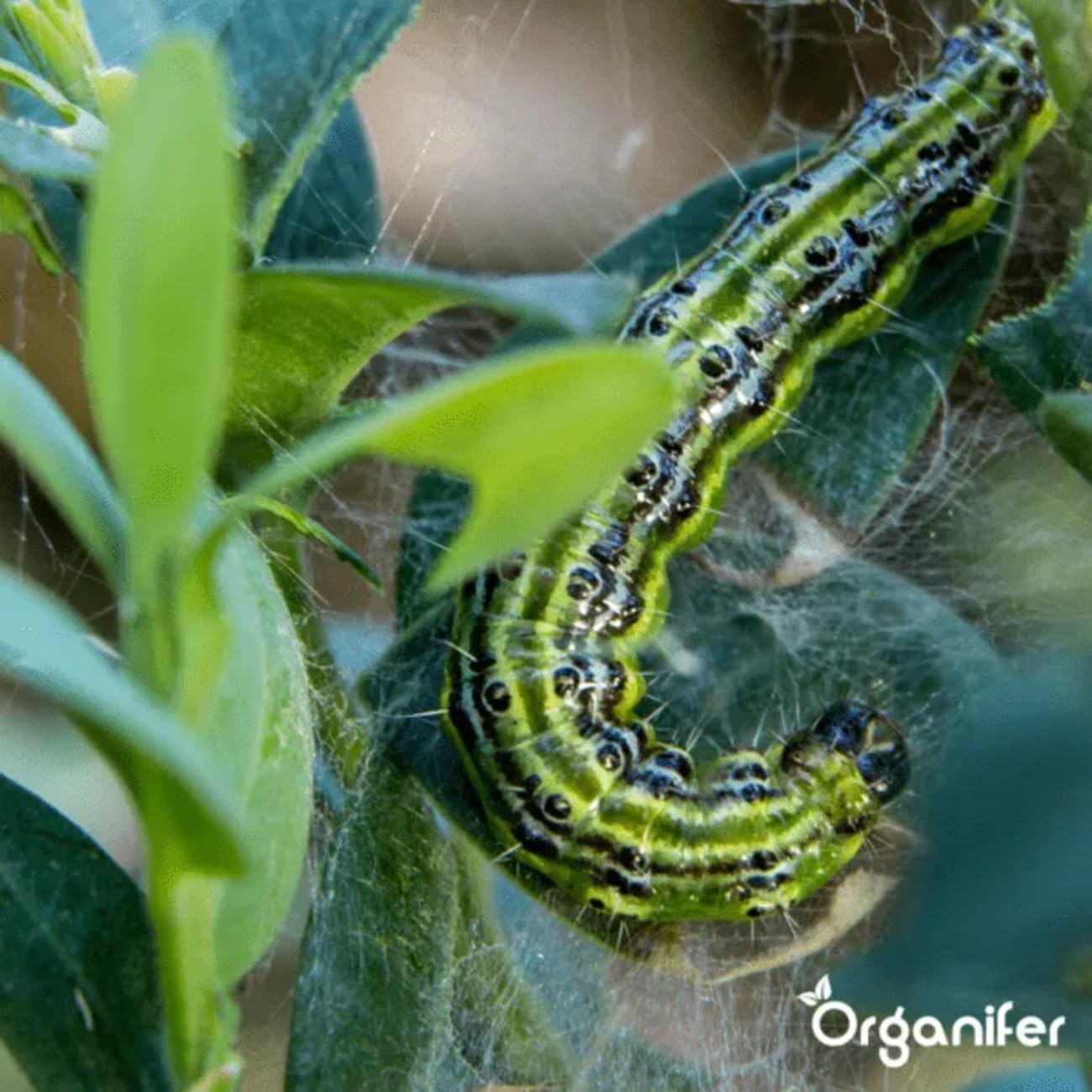 Cápsulas De Hojas - 144 Piezas - Cápsulas - No Tóxicas - Hierbas - Plantas En Macetas - Liberación Lenta - Cuidado De Plantas - Plantas De Balcón - Plantas De Interior - Organifer