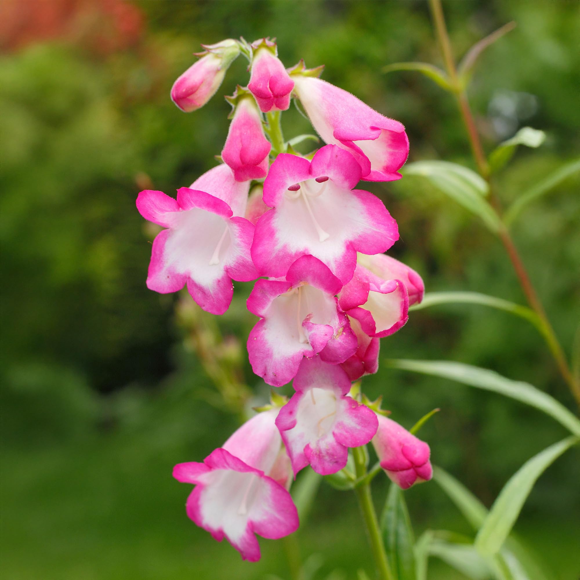 Penstemon Pensham Laura - Hardy Perennial for Gardens - Pink Bell-Shaped Flowers - Flowering Plant in Pot (3 Litre Pot, 20-30cm)