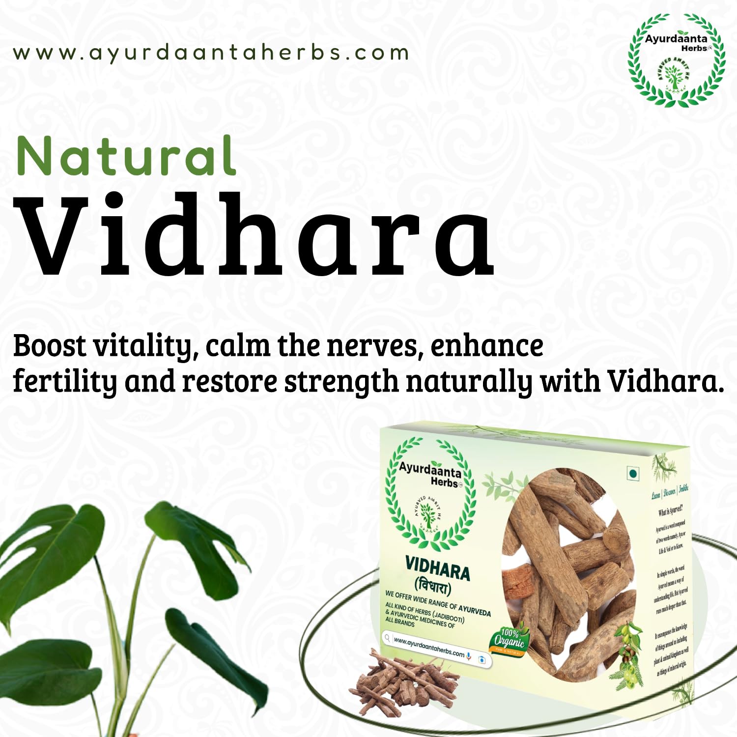 Ayurdaanta Herbs - Vidhara | Vidhara mool | Bidhara Lakdi | Vidhara Root | Vidhara lakdi | Bidhara Wood | Elephant Creeper | बिधारा | बिधारामूल (100Gr) 4