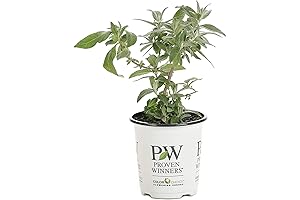 Pugster White Butterfly Bush (Buddleia) Live Shrub