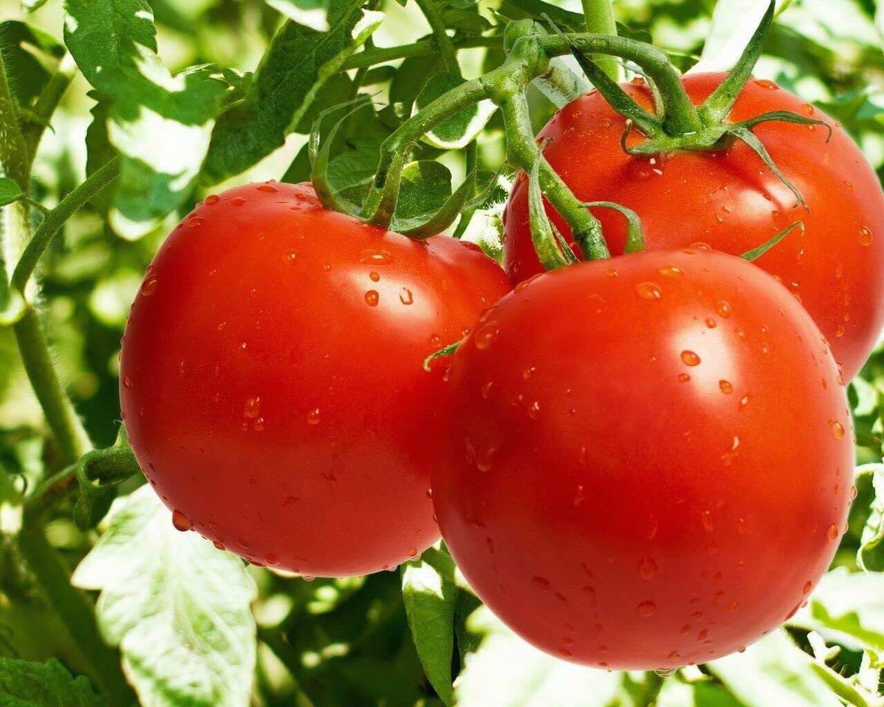 M-Tech Gardens Hybrid Tomato " Raspberry Red " Exotic 100 Vegetable Seeds for Growing (B0D9WMG78P) Amazon Price History, Amazon Price Tracker